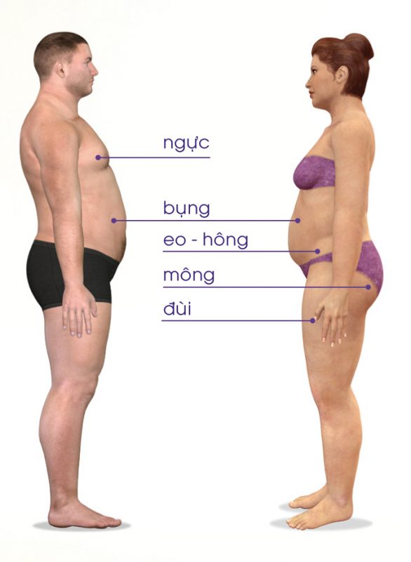 Sự phân bổ mỡ trắng trên cơ thể Nam và Nữ giới