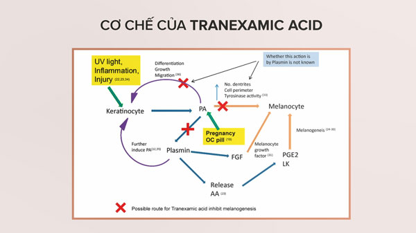 Cơ chế hoạt động của Tranexamic Acid, tác dụng của Tranexamic Acid