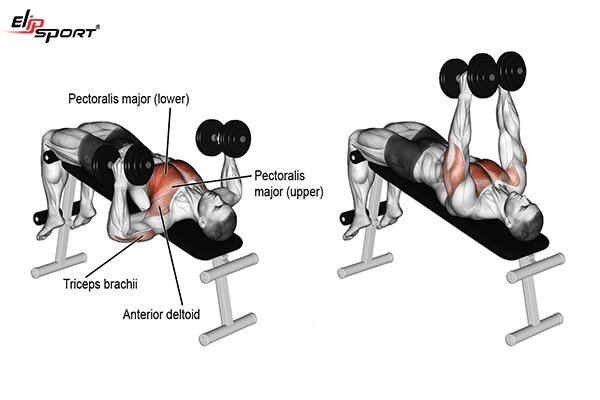 Dumbbel Bench Press - Bài tập fitness cho nam hiệu quả