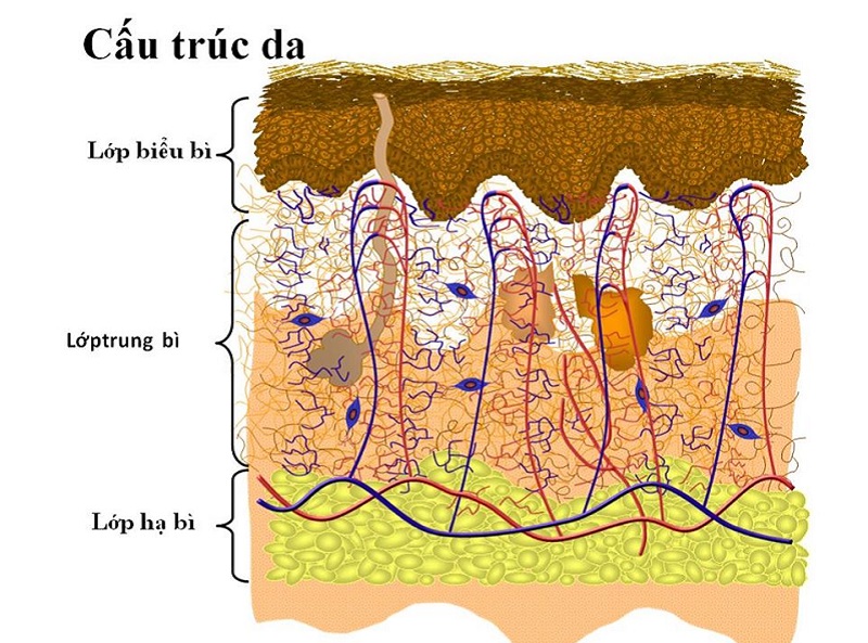 Làn da của bạn được cấu tạo với 3 lớp