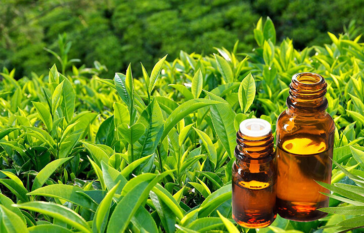 Có nhiều tinh dầu thiên nhiên được dùng để massage bụng như tinh dầu trà xanh.