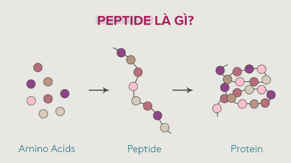 peptide là gì, peptide, peptide serum, peptide kết hợp với gì, peptides là gì, serum peptide, peptides, cách sử dụng peptide, tác dụng của peptide, thành phần peptide, cách dùng peptide, công dụng của peptide, tinh chất peptide, peptide trong mỹ phẩm, peptide la gi, hoạt chất peptide, peptide có tác dụng gì, công dụng peptide, công nghệ peptide, peptide có dùng được cho bà bầu