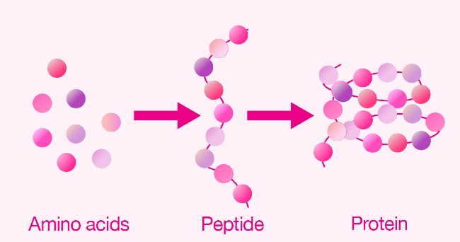 Công dụng của mỹ phẩm chứa Peptide trong việc chăm sóc da