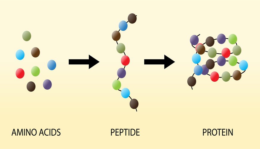 Polypeptide là gì?