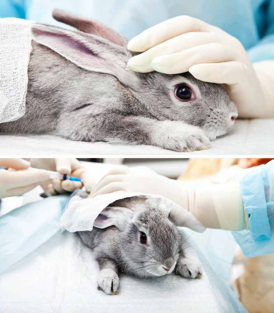 3 lý do bạn nên ưu ái mỹ phẩm KHÔNG thử nghiệm trên động vật? 1