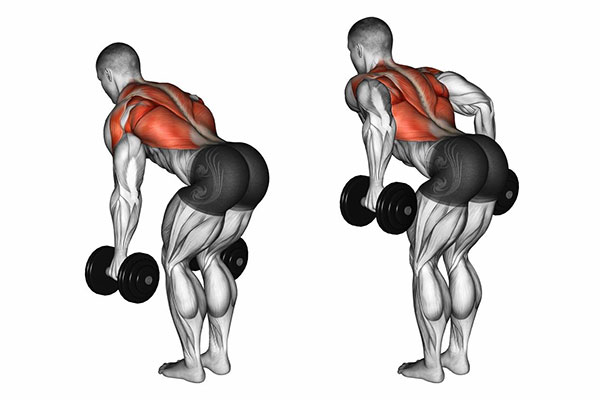 Bài tập Bent Over Two Dumbbell Row