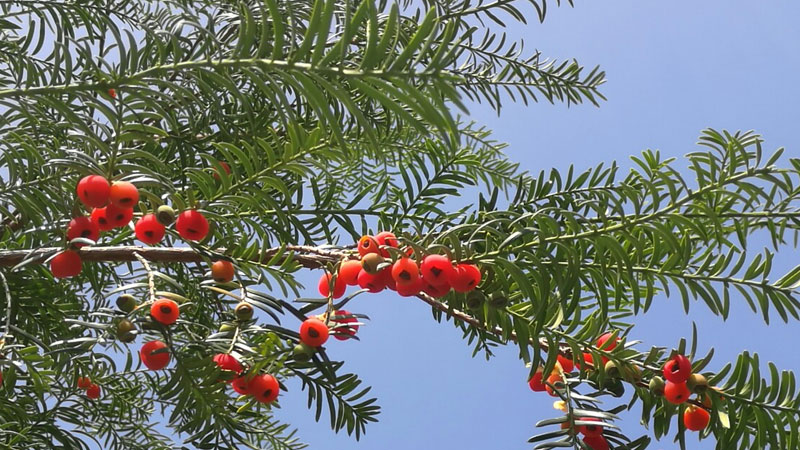 Chiết xuất thông đỏ (Pycnogenol) có nguồn gốc từ vỏ cây Pinus pinaster
