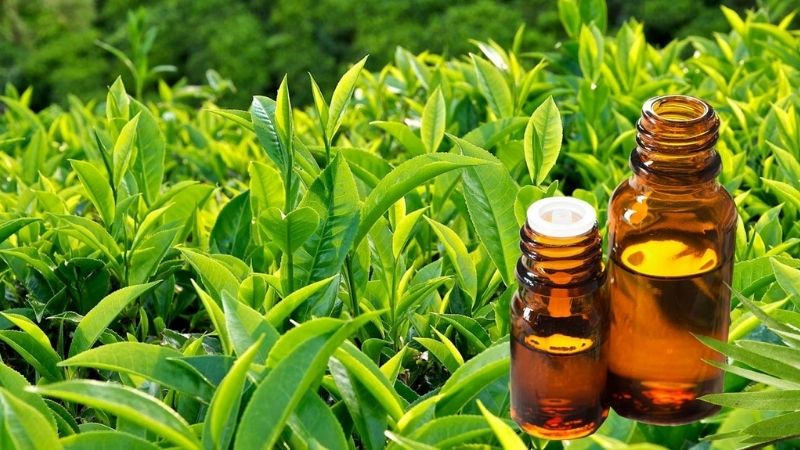 Chiết xuất trà xanh là một dạng cô đặc từ trà xanh