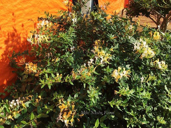 Kim ngân hoa mang quá nhiều ưu điểm, rất xứng đáng để có mặt trong khu vườn của bạn.