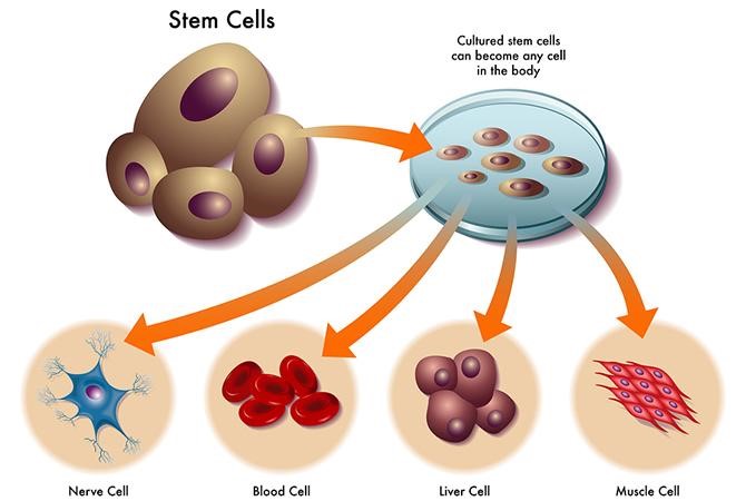 Tế bào gốc là gì? Ứng dụng của tế bào gốc trong lĩnh vực làm đẹp