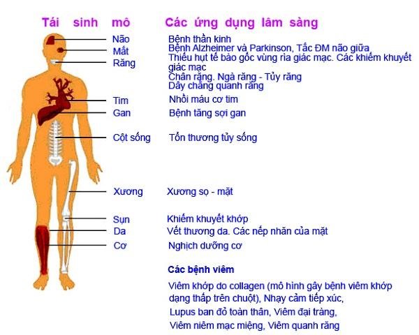 Tế bào gốc là gì? Ứng dụng của tế bào gốc trong lĩnh vực làm đẹp