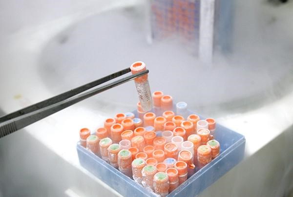 Tế bào gốc là gì? Ứng dụng của tế bào gốc trong lĩnh vực làm đẹp