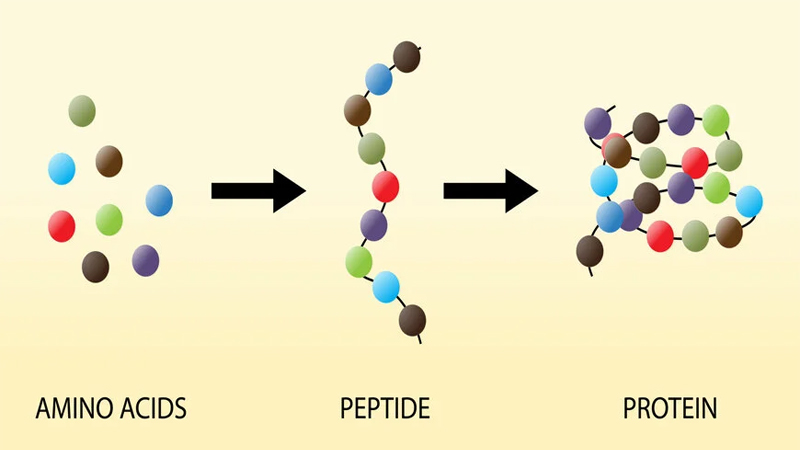 Peptide là gì?