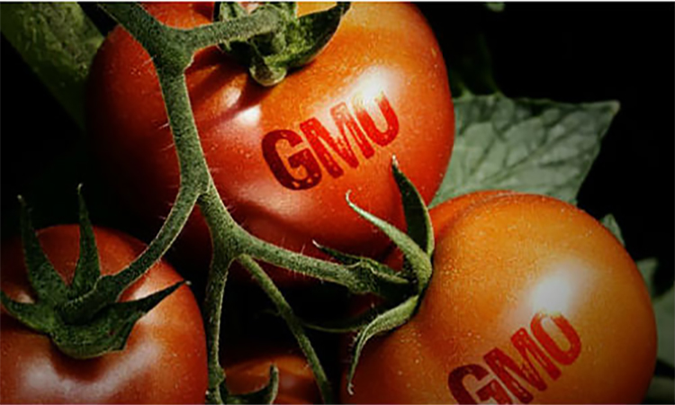 Tổng hợp những loại thực phẩm biến đổi gen phổ biến nhất hiện nay