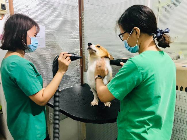 Dịch vụ tắm chó mèo ở TPHCM giá rẻ tại Petcare An Việt - Nguồn: petcare.vn
