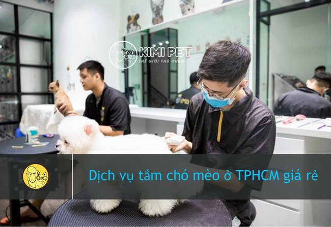Tìm hiểu các dịch vụ tắm chó tại nhà TPHCM uy tín